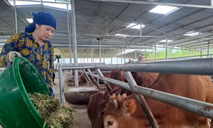 Trang trại chăn nuôi bò vàng H’Mông tại Hợp tác xã Cát Lý. Ảnh: Đức Thọ - TTXVN 