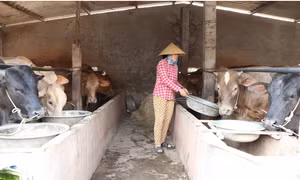 Bến Tre: Giá bò, dê tăng cao sau nhiều năm