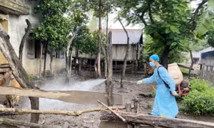 Thủ tướng chỉ đạo triển khai đồng bộ các giải pháp phòng, chống dịch bệnh gia súc, gia cầm