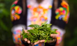 Tiềm năng từ những vùng chè cổ thụ ở Lai Châu