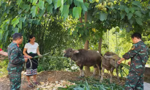 Thanh Hóa giúp người dân vùng cao giảm nghèo