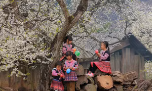 Mộc Châu níu chân du khách trong rừng hoa mận trắng 