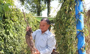 Ông Đặng Văn Trung, ấp Tân Hội, xã Phước Hội (Đất Đỏ, Bà Rịa-Vũng Tàu) thu hoạch khoai mài. Ảnh: Hoàng Nhị - TTXVN