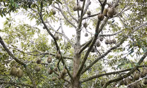Sầu riêng được cột cành để đề phòng mưa to, gió lớn làm gãy cành, rụng trái. Ảnh: Hoài Thu - TTXVN