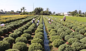 Nông dân cung ứng thị trường các loại hoa Tết gồm: Cúc vàng hòe, Cúc mâm xôi... Ảnh: Hữu Chí - TTXVN