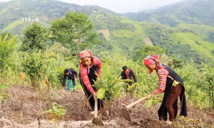 Cây nghệ đen giúp đồng bào dân tộc ở huyện Mường Tè xóa đói giảm nghèo. Ảnh: Đinh Thùy