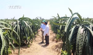 Khách thăm vườn thanh long của ông Trịnh Văn Phúc ấp Xóm Chủ, xã Kiểng Phước (Gò Công Đông, Tiền Giang). Ảnh: Minh Trí - TTXVN