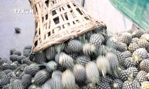 Người dân xã Bản Lầu, huyện Mường Khương, thu hoạch dứa. Ảnh: Quốc khánh - TTXVN