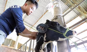 Chưa xác định được nguyên nhân gây bệnh tiêu chảy trên đàn bò sữa tại Lâm Đồng