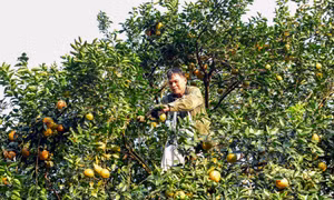 Mùa thu hoạch cam ở xã Phù Lưu, huyện Hàm Yên (Tuyên Quang). Ảnh: Quang Cường