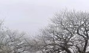 Băng giá phủ bề cây cối trên đỉnh núi Phia Oắc ( xã Thành Công, huyện Nguyên Bình). Ảnh: Hoàng Hiên/TTXVN phát