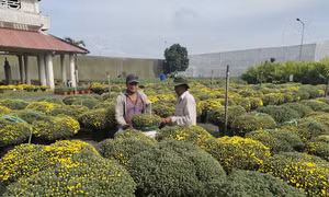 Người dân trồng giống hoa cúc mâm xôi nuôi cấy mô đạt hiệu quả cao. Ảnh: Huỳnh Phúc Hậu - TTXVN