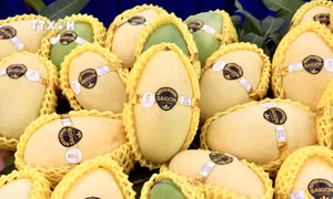 Xoài keo “đặc sản” của huyện An Phú (An Giang) lần đầu xuất đi Hàn Quốc. Ảnh: Thanh Sang - TTXVN