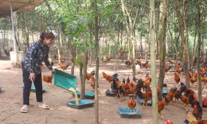 Nhờ vốn chính sách, hộ dân xã Quyết Thắng (Lạc Sơn) đầu tư nuôi gà thả vườn đem lại hiệu quả kinh tế cao. Ảnh: baohoabinh.com.vn