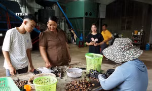 Người phụ nữ dân tộc M'nông tâm huyết với nông nghiệp hữu cơ