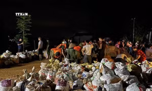 Hàng trăm người dân và các lực lượng chức năng vẫn đang khẩn trương chuyển các bao đất tới vị trí vỡ đê. Ảnh: Quang Cường-TTXVN