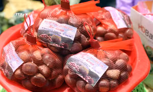 Khai mạc mùa hạt dẻ Quảng Lạc năm 2024
