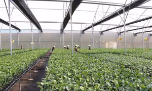 Vườn ươm giống của Công ty cổ phần chanh leo Nafoods Gia Lai (Công ty cổ phần Nafoods Group) được đồng bào sử dụng rất nhiều vì giống đạt chuẩn. Ảnh: Hồng Điệp