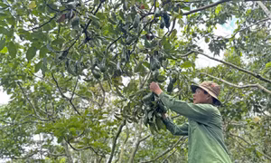 Hộ ông Dương Mạnh Đô (thôn 6, xã Lộc An, Bảo Lâm) có 1,5 hecta bơ 034 đạt chứng nhận VietGap và hiện tự đóng đi tiêu thụ với giá bình quân 8.000 đồng/kg do đã có thương hiệu. Ảnh: Nguyễn Dũng – TTXVN