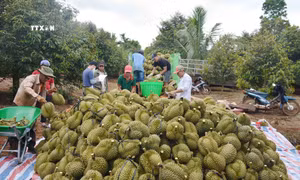 Thu mua sầu riêng tại nhà vườn ở thị xã Buôn Hồ, tỉnh Đắk Lắk. Ảnh: Hoài Thu – TTXVN