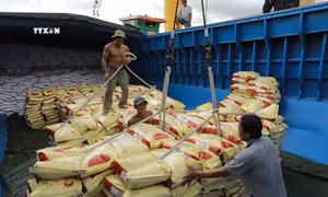 Vận chuyển gạo xuất khẩu của Tập đoàn Lộc Trời ở Tân cảng Thốt Nốt (Cần Thơ). Ảnh: Vũ Sinh - TTXVN