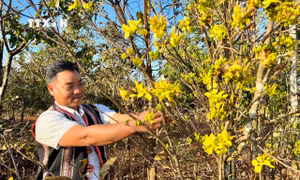 Người trồng mai ở xã Ia Kênh, thành phố Pleiku (Gia Lai) tất bật cho vụ hoa Tết 2024. Ảnh: Hồng Điệp - TTXVN