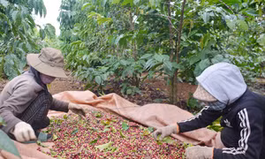 Vườn cà phê 1,1 ha của ông Triệu Văn Phúc, thành viên Hợp tác xã Nông nghiệp và Dịch vụ Bình Minh cho sản lượng 5 tấn cà phê nhân, đem lại thu nhập cao cho gia đình. Ảnh: Hoài Thu