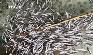 Lai Châu: Vào cuộc làm rõ nguyên nhân 11 tấn cá tầm chết trắng bụng