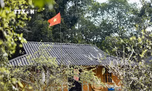 Hoa mận bung nở bên những nếp nhà sàn của người dân tộc Thái ở Phiêng Ban. Ảnh: Xuân Tư – TTXVN