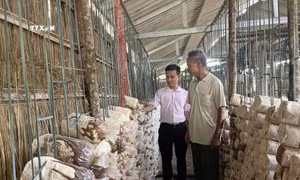 Mô hình trồng nấm từ nguồn vốn vay của Ngân hàng chính sách xã hội tỉnh Quảng Trị của gia đình thương binh Nguyễn Văn Dẫn, thôn An Đồng, xã Trung Sơn, huyện Gio Linh. Ảnh: TTXVN phát