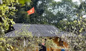 Hoa mận bung nở bên những nếp nhà sàn của người dân tộc Thái ở Phiêng Ban. Ảnh: Xuân Tư – TTXVN