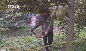 Ông Vũ Xuân Hợi ở ấp 54, xã Lộc An (huyện Lộc Ninh) chăm sóc vườn sầu riêng trong giai đoạn đậu trái. Ảnh: K GỬIH-TTXVN
