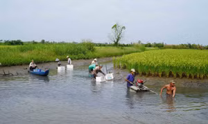 Mô hình lúa - tôm ở huyện An Minh thích ứng với biến đổi khí hậu, cho hiệu quả kinh tế khá cao. Ảnh: Văn Sĩ