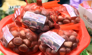 Khai mạc mùa hạt dẻ Quảng Lạc năm 2024