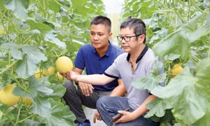 Tuyên Quang: Nâng cao giá trị nông sản qua sản phẩm OCOP