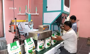 Hợp tác xã nông nghiệp Ngọc Biên đầu tư dây chuyển đóng gói sản phẩm “Gạo quê tôi” của hợp tác xã để tạo bao bì bắt mắt, nâng cao giá trị hạt gạo. Ảnh: Thanh Hòa- TTXVN