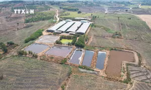 Trang trại chăn nuôi lợn ở xã H'bông, huyện Chư Sê, tỉnh Gia Lai nằm cách khu dân cư chưa đến 1km, các hồ chứa nước thải thô sơ, không che đậy. Ảnh: Nguyễn Hoài Nam - TTXVN