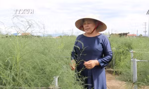 Bà Kiều Thị Khuê vận động đồng bào Chăm ở thôn Tuấn Tú (xã An Hải, huyện Ninh Phước, Ninh Thuận) trồng cây măng tây xanh cho thu nhập cao. Ảnh: Nguyễn Thành – TTXVN