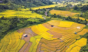 Mùa vàng ở huyện biên giới Mường Nhé