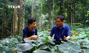 Ông Trương Quang Thiết (bên phải) xã Hương Hóa (Tuyên Hóa, Quảng Bình) trồng nhiều loại cây dược liệu dưới tán rừng cây bản địa để tạo sinh kế "lấy ngắn nuôi dài". Ảnh: Tá Chuyên - TTXVN