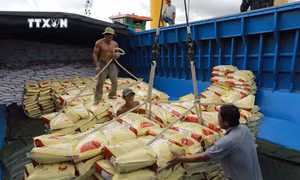 Vận chuyển gạo xuất khẩu của Tập đoàn Lộc Trời ở Tân cảng Thốt Nốt (Cần Thơ). Ảnh: Vũ Sinh - TTXVN