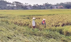 Đồng lúa của nông dân xã Minh Quang, huyện Tam Đảo bị mưa bão, lũ gây đổ ngã. Ảnh: Nguyễn Trọng Lịch - TTXVN