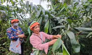 Người dân thôn Nậm Thăn, xã Quảng Ngần (Vị Xuyên, Hà Giang) thu hoạch lá giang. Ảnh: Đức Thọ - TTXVN