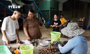 Người phụ nữ dân tộc M'nông tâm huyết với nông nghiệp hữu cơ