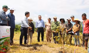 Đảng ủy Khối các cơ quan và doanh nghiệp tỉnh Đắk Lắk tặng cây giống cho đồng bào ở buôn kết nghĩa Liêng Krắk, xã Krông Nô, huyện Lắk. Ảnh: Hoài Thu