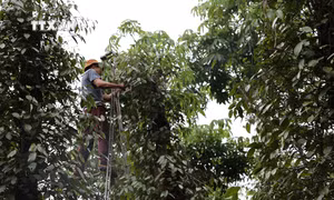 Tỉa các nhánh trụ tiêu tại vườn của gia đình ông Hoàng Văn Quân, xã Hòa Hiệp (huyện Xuyên Mộc). Ảnh: Hoàng Nhị - TTXVN