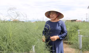 Bà Kiều Thị Khuê vận động đồng bào Chăm ở thôn Tuấn Tú (xã An Hải, huyện Ninh Phước, Ninh Thuận) trồng cây măng tây xanh cho thu nhập cao. Ảnh: Nguyễn Thành – TTXVN