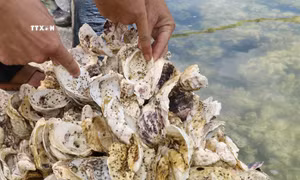 Hàu giống tại huyện Kim Sơn, tỉnh Ninh Bình. Ảnh: Hải Yến - TTXVN