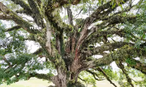 Bảo tồn cây trôi di sản 800 năm tuổi ở Hà Tĩnh