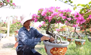 Anh Võ Ngọc Khánh tạo tán, chăm sóc vườn hoa giấy ngũ sắc. Ảnh: Thanh Tân - TTXVN